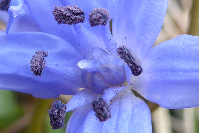 Scilla bifolia - Aspargaceae